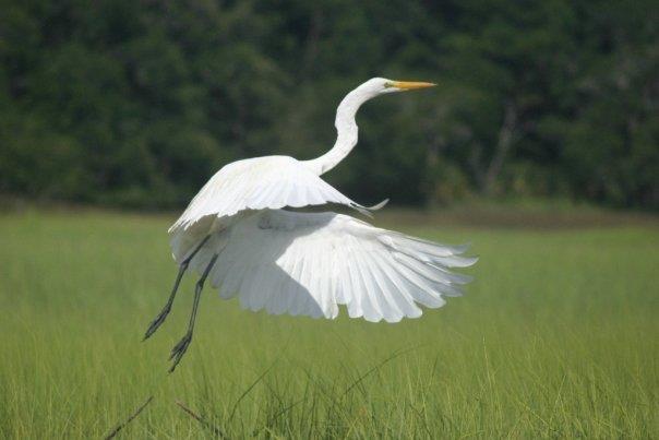 Great White Egret