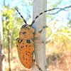 Leopard Longicorn Beetle