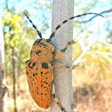 Leopard Longicorn Beetle
