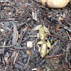 Green Frog (juvenile)