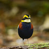 Malayan Banded Pitta