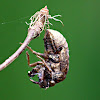 Cicada (molted skin)