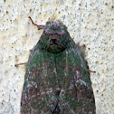 Notodontid Moth