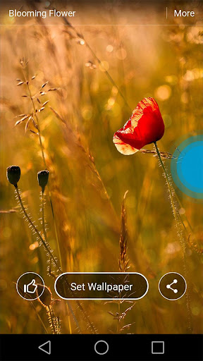 【免費個人化App】Blooming Flower Live Wallpaper-APP點子