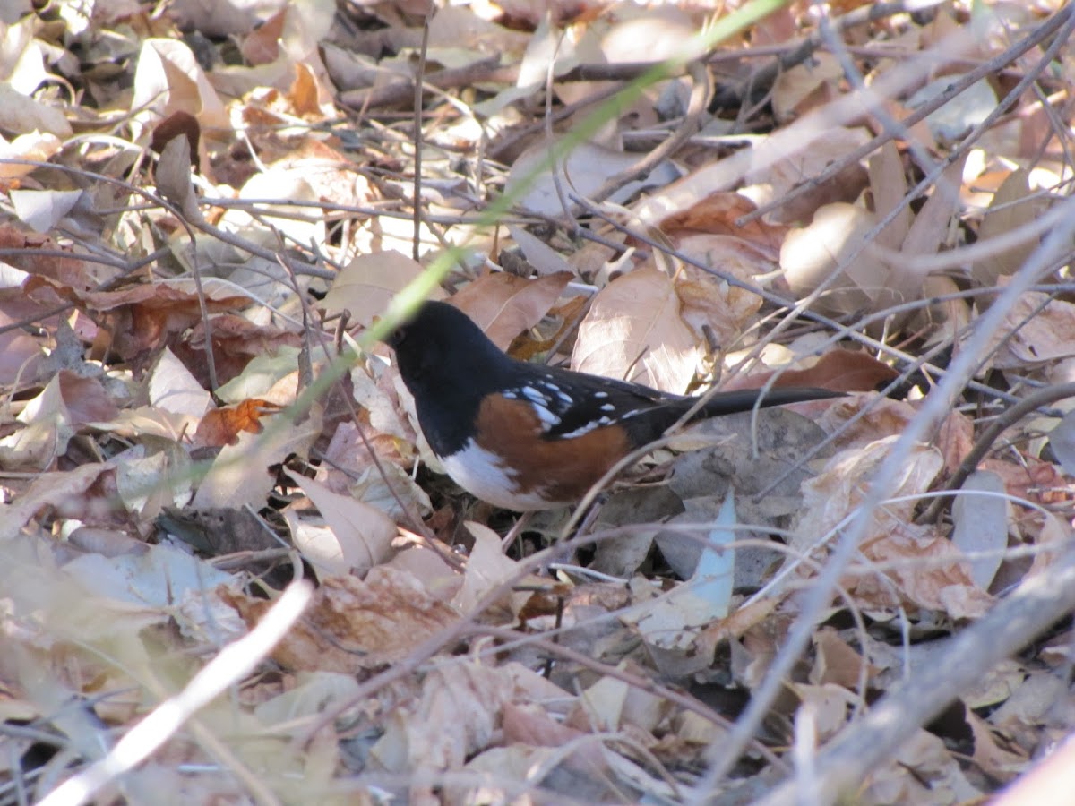 Spotted Towhee