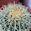 Golden Barrel Cactus