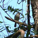 Tufted Titmouse