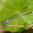 Springwater dancer damselfly (male)