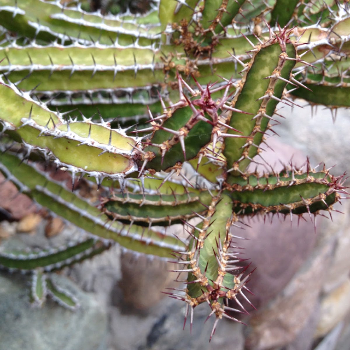 Spurge Cacti