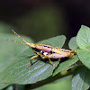 Grasshopper