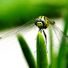 Slender Skimmer or Green Marsh Hawk dragonfly
