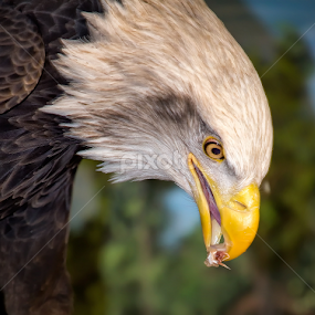 Bald Eagle Snacks by Bill Tiepelman - Animals Birds