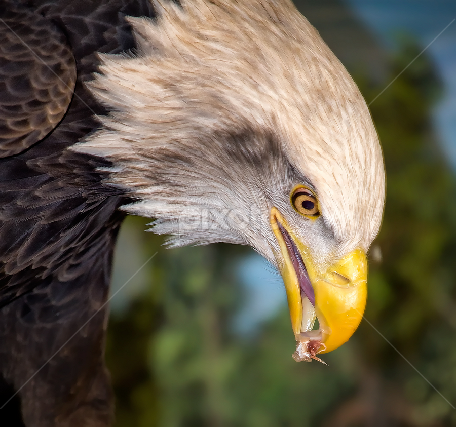 Bald Eagle Snacks by Bill Tiepelman - Animals Birds
