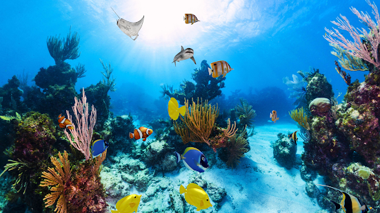Trial Aquarium 360 LWP(圖3)-速報App