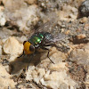 Snail Parasite Blowfly