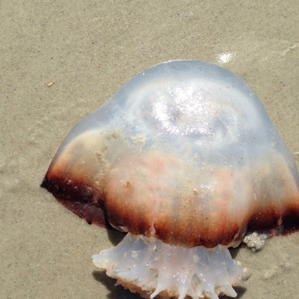 Cannonball Jellyfish Project Noah