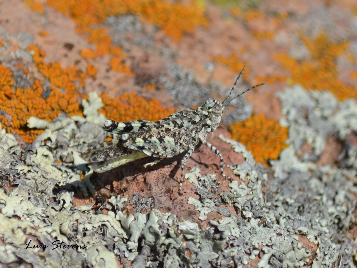 Mexican Pygmy Grasshopper