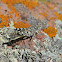 Mexican Pygmy Grasshopper