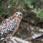 Red-shouldered Hawk