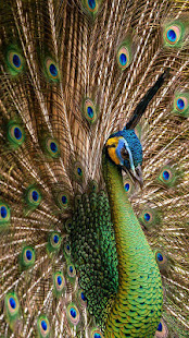 Peacock Feathers Live Wallpaper(圖3)-速報App