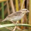 Yellow-crowned Bishop