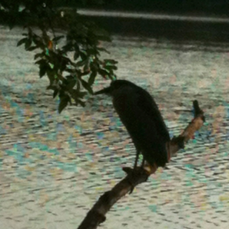 Black crowned night heron
