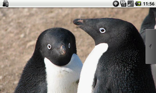 Full of Penguins !(圖5)-速報App