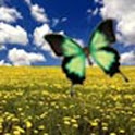 Butterflies love flowers wallp logo