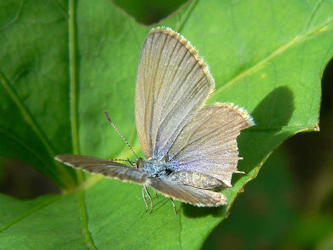 Lycaenid blue butterfly