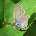 Lycaenid blue butterfly