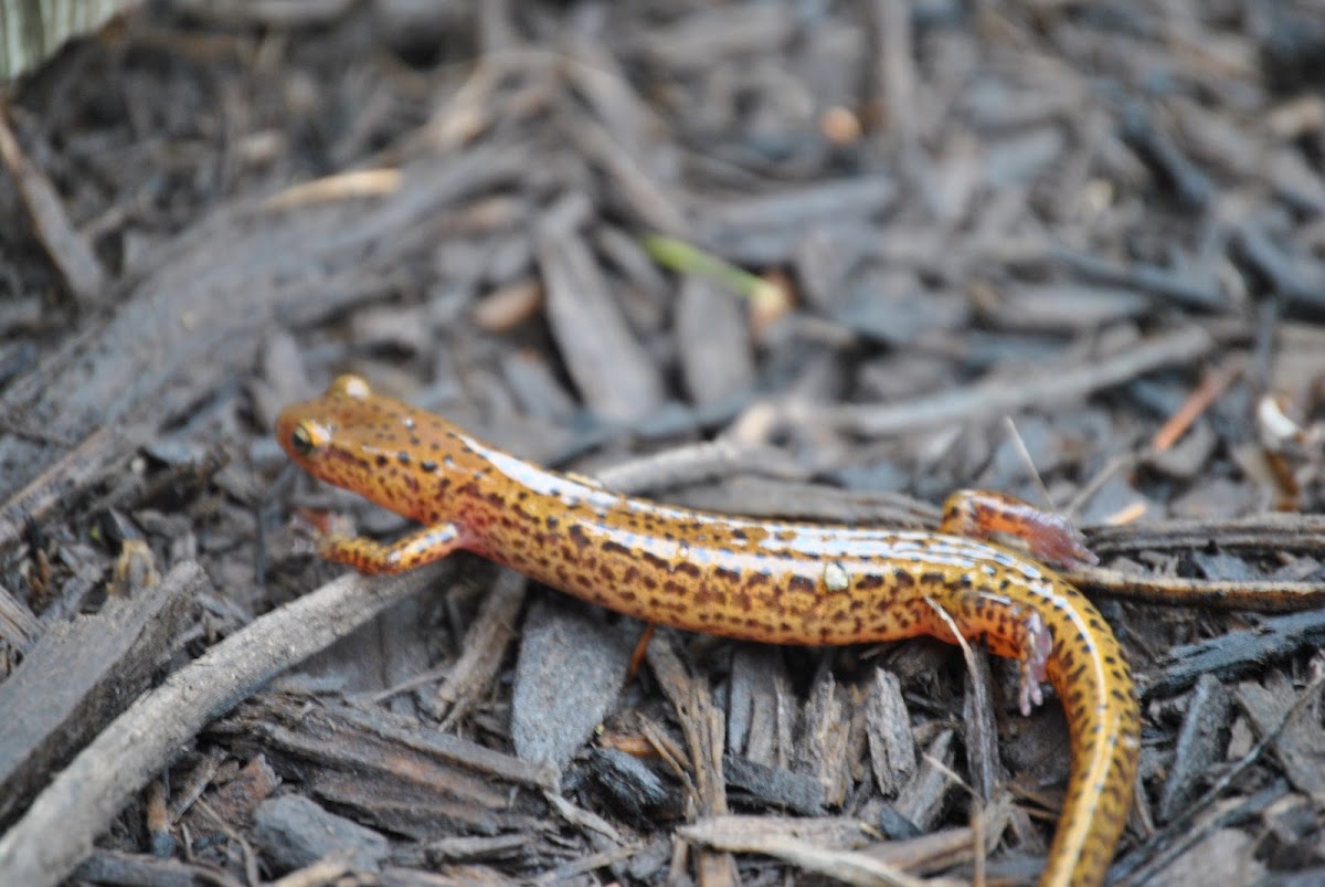 Long tailed Salamander