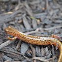 Long tailed Salamander