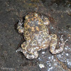 Kirtisinghe's rock frog