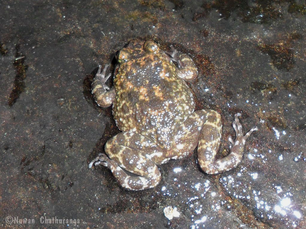 Kirtisinghe's rock frog