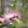 Pink Fairy Duster