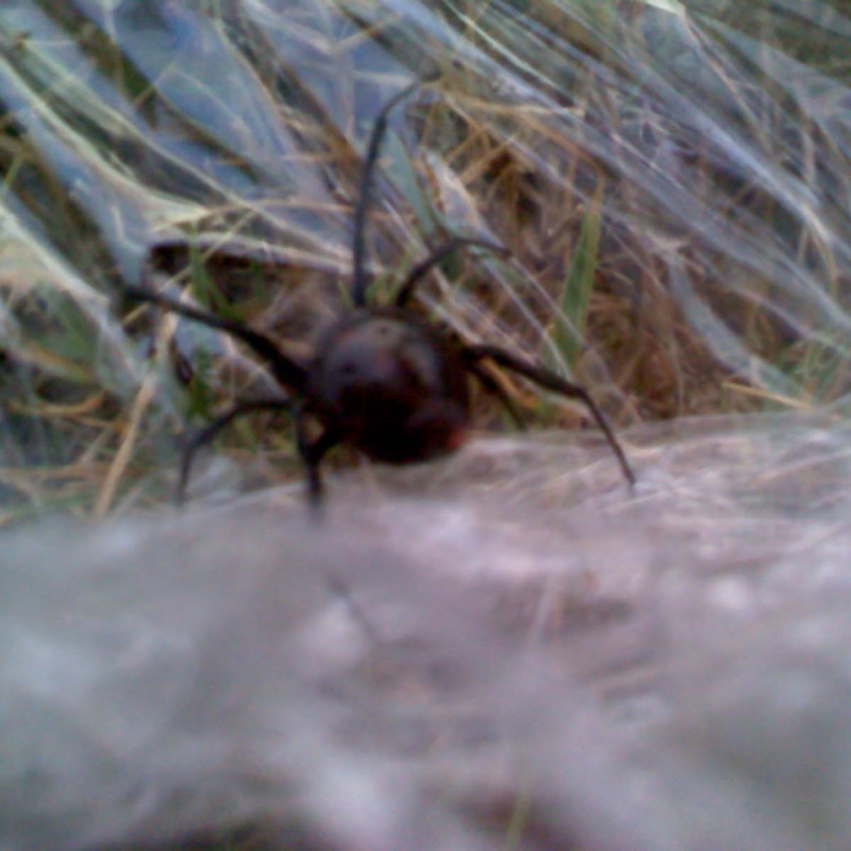 Eastern black widow spider