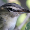 Red-eyed Vireo