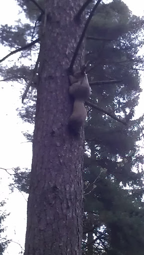 Talin perhepuiston orava