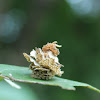 Young larvae of casemoth