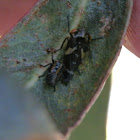 mottled-head gum-leafhopper