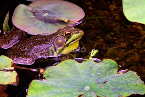 Kiss me by John Forrant - Animals Amphibians