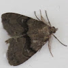 Unknown moth