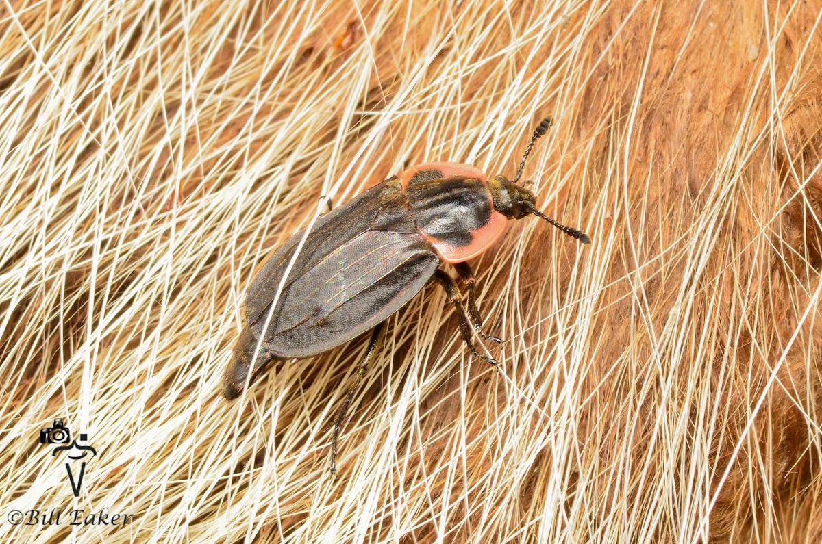 Margined Carrion Beetles