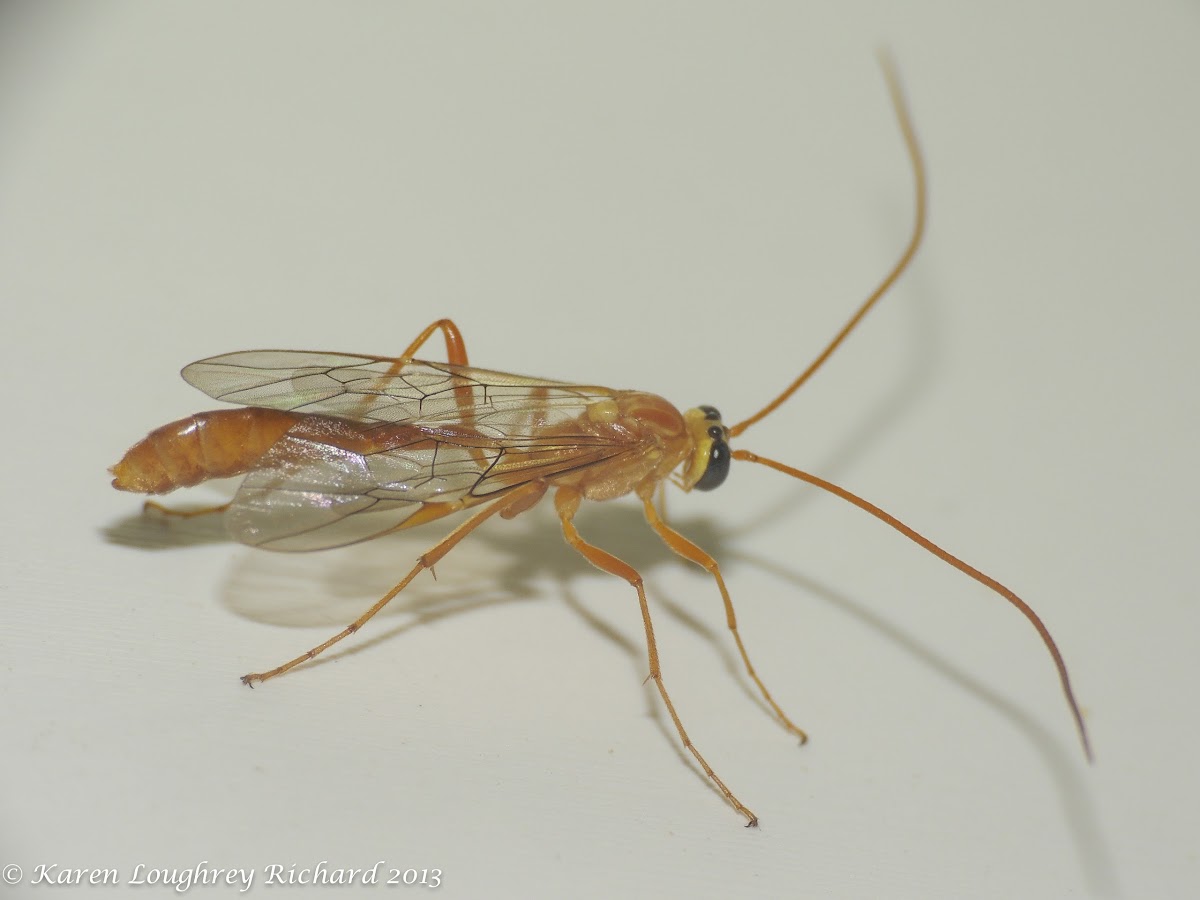 Short-tailed ichneumon wasp