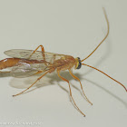 Short-tailed ichneumon wasp