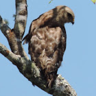 Red-shouldered Hawk