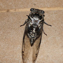 Cicada 