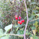 nightshade berries