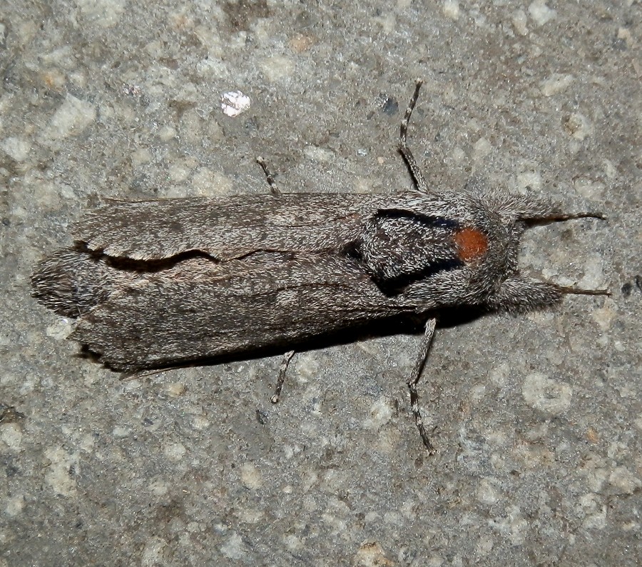 Cossid Moth -13 - ♀