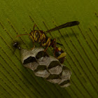 Social Paper Wasp